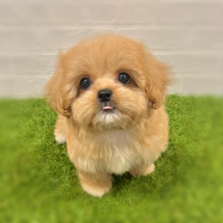 animal_image
