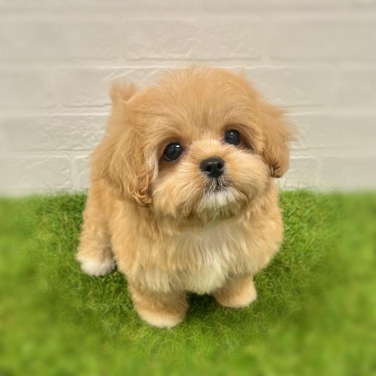 animal_image