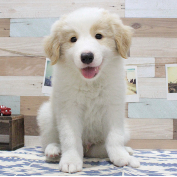 animal_image
