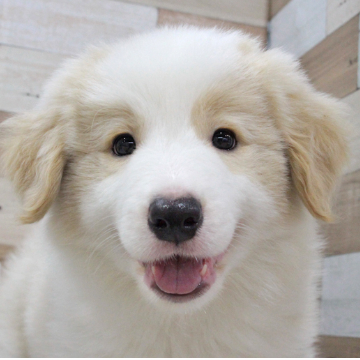 animal_image