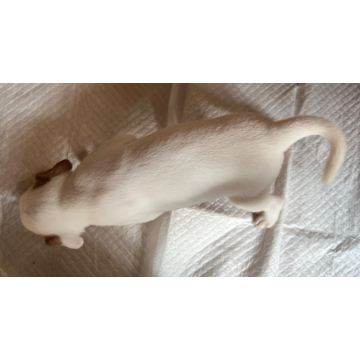 animal_image