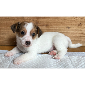 animal_image