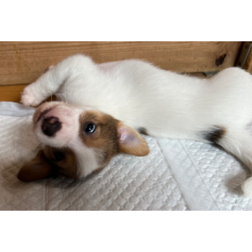 animal_image