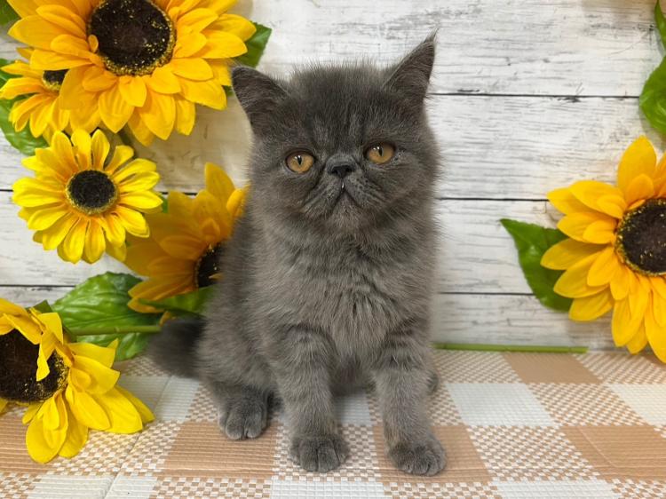animal_image