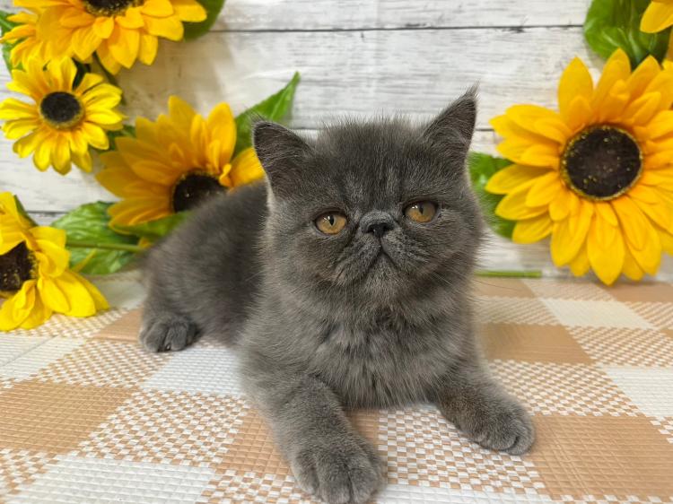 animal_image