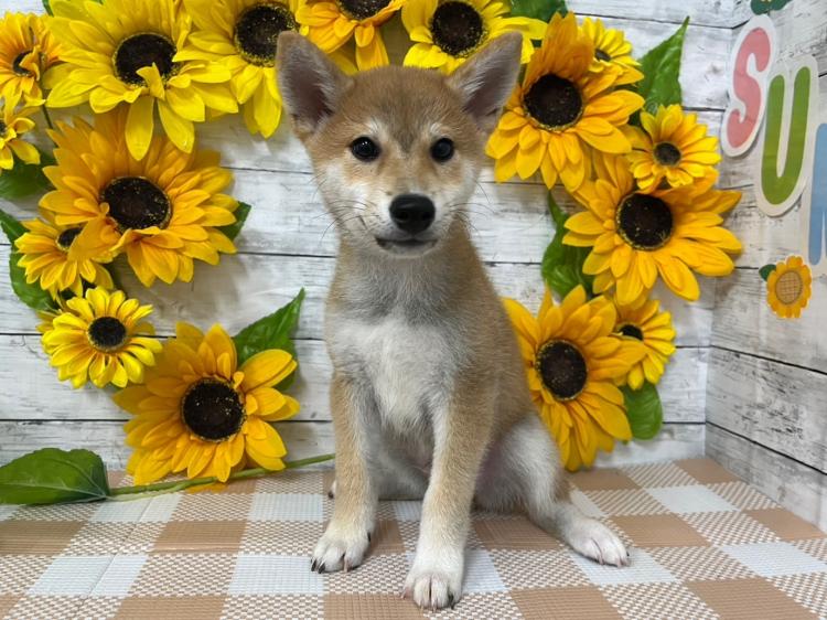 animal_image