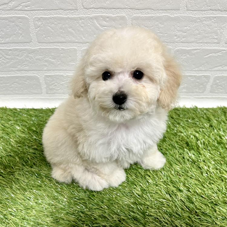 animal_image
