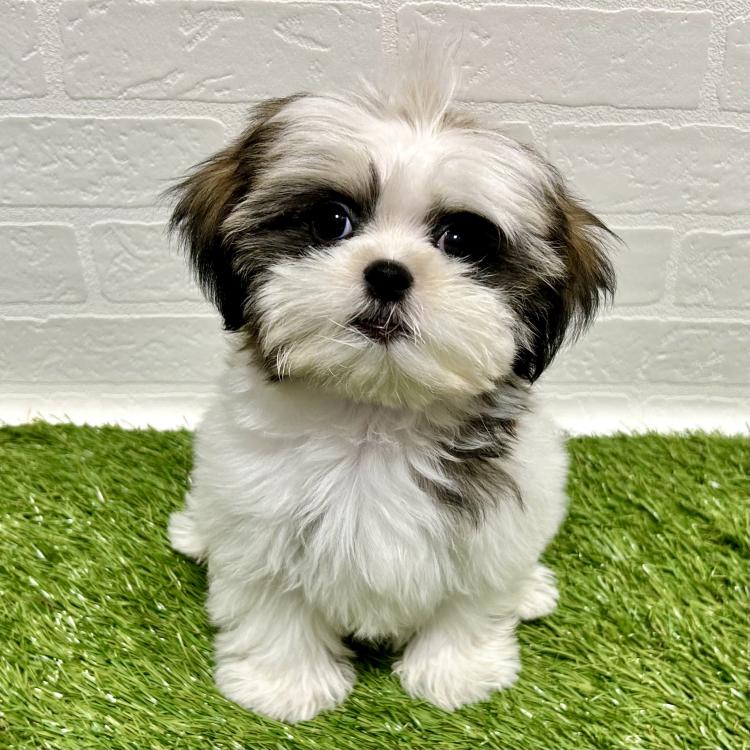 animal_image