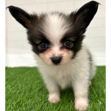 animal_image