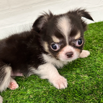 animal_image