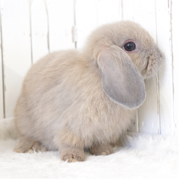 animal_image