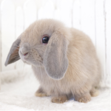 animal_image