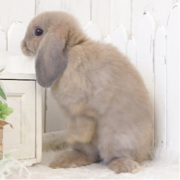 animal_image