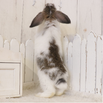 animal_image