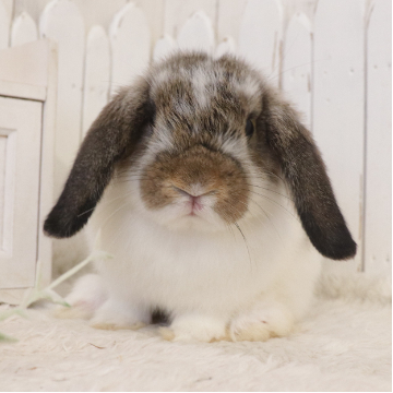 animal_image