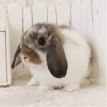 animal_image
