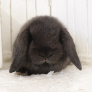animal_image