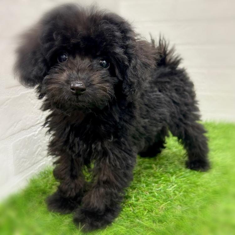 animal_image