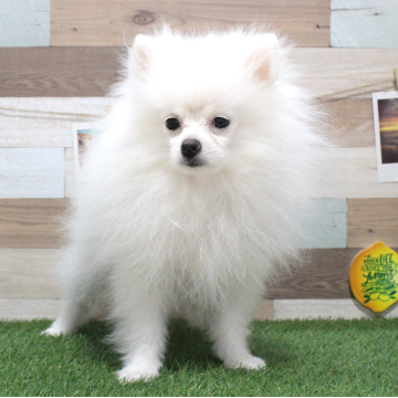 animal_image