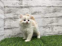 animal_image