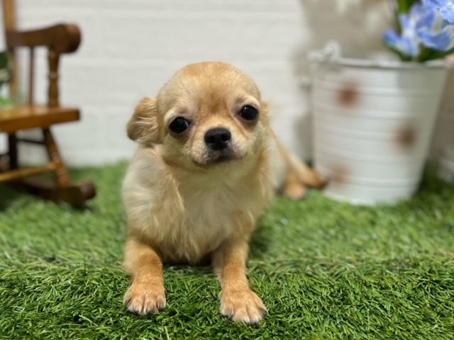 animal_image