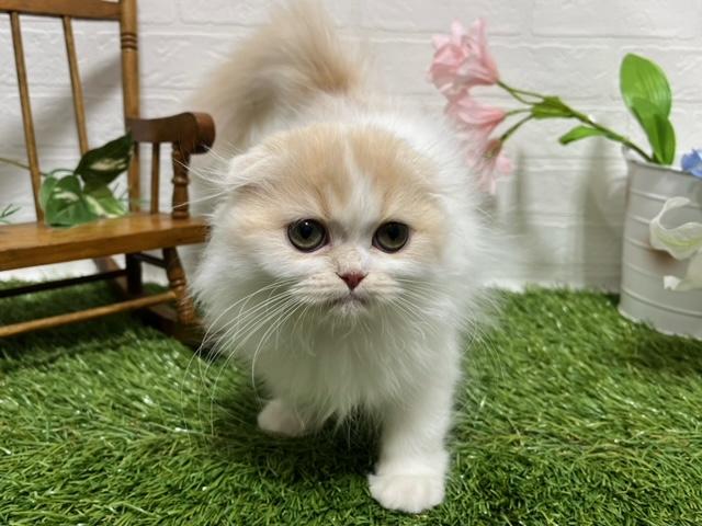 animal_image