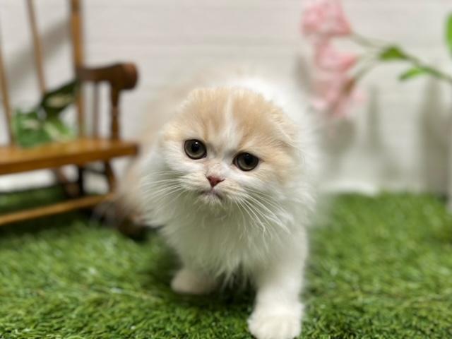 animal_image