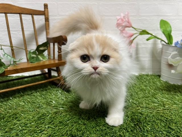 animal_image