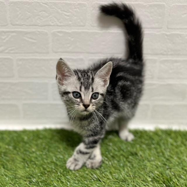 animal_image