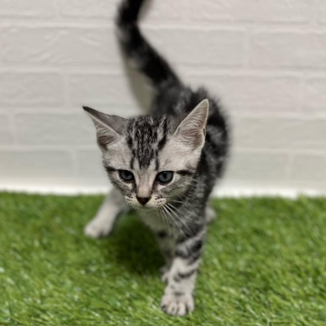 animal_image