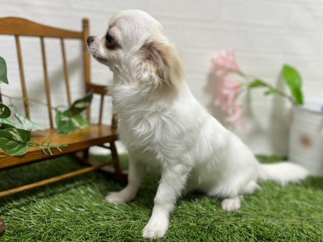 animal_image