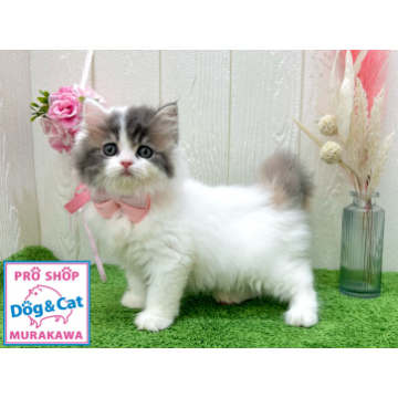 animal_image