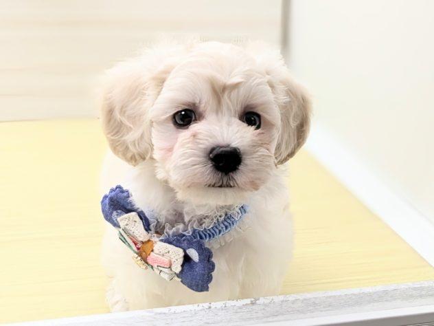 animal_image