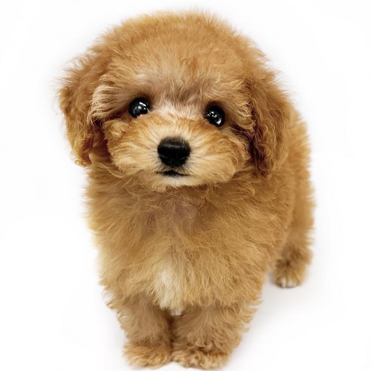 animal_image