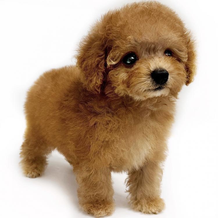 animal_image