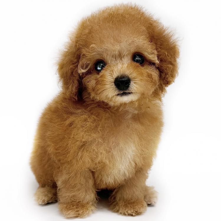 animal_image