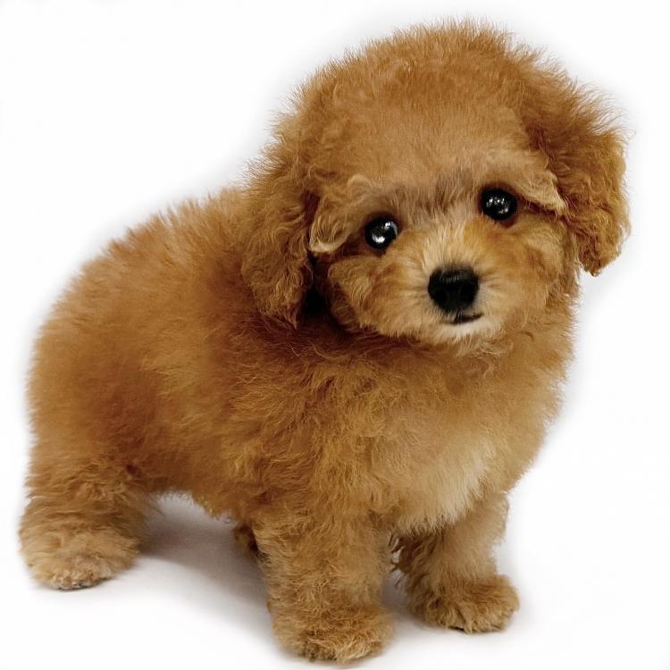 animal_image