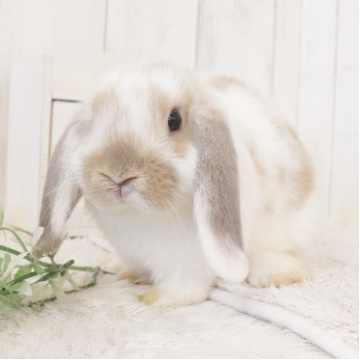 animal_image