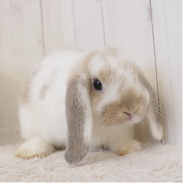 animal_image
