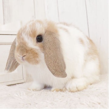 animal_image