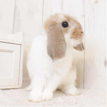 animal_image