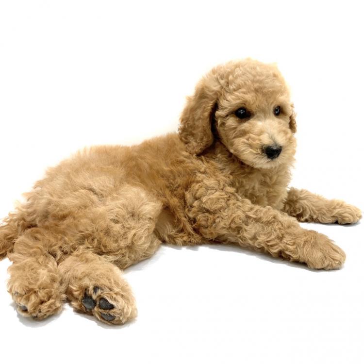 animal_image