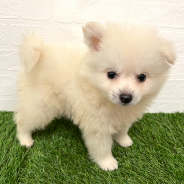 animal_image
