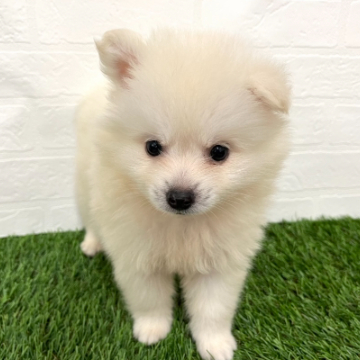 animal_image