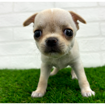 animal_image