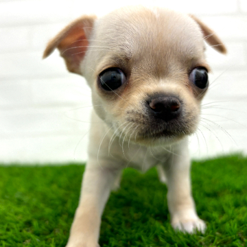 animal_image