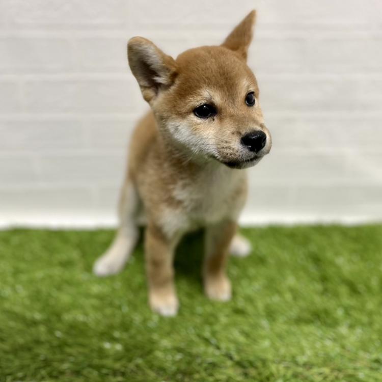 animal_image