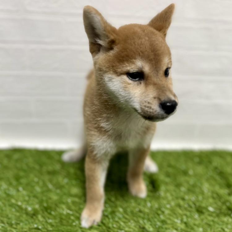 animal_image