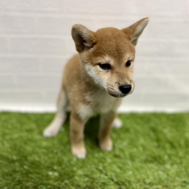 animal_image