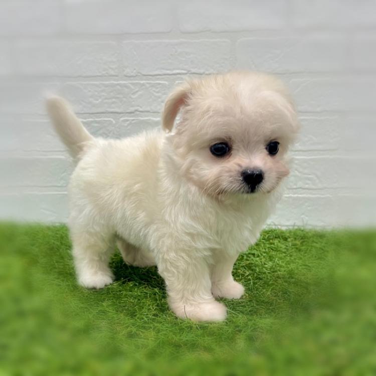 animal_image
